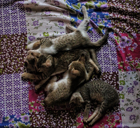 The Sleeping Position Factor Find Your Ideal Topper