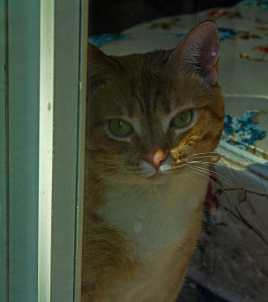 Myths and Facts About Mattress Toppers What You Need to Know