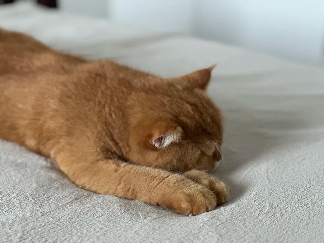 The Best Sleep Positions with a Mattress Topper
