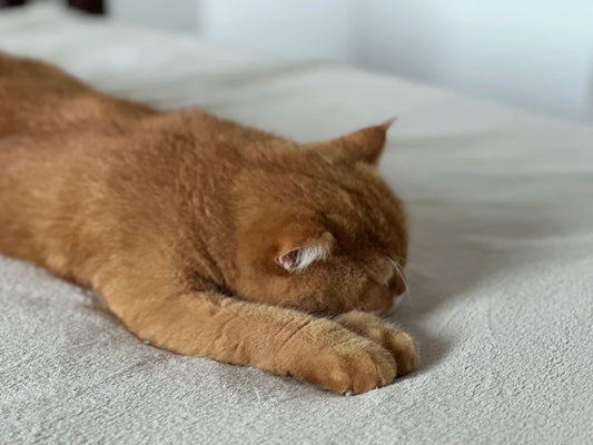 The Best Sleep Positions with a Mattress Topper