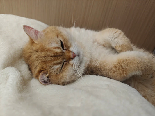 Budget-Friendly Tips for Enhancing Your Sleep Setup